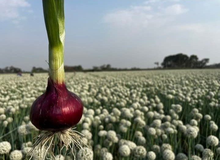 Onion Seeds